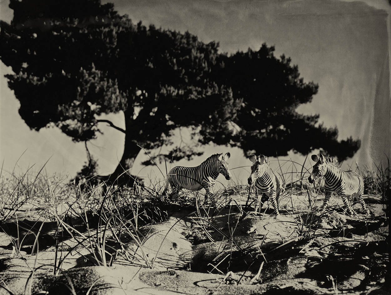 Grevys Zebra Soest Holland